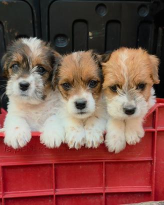 Cuccioli di Jack Russell Terrier broken ruvido
