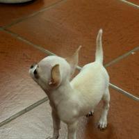 Chihuahua
