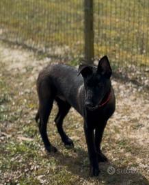 Cucciolo Malinois