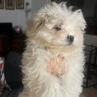 Maltese
