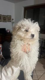 Maltese