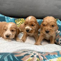 Cuccioli Cocker Spaniel