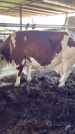 Bovine pezzate rosse