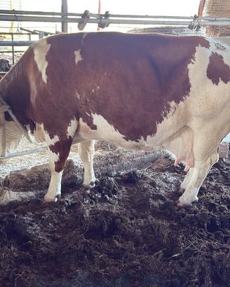 Bovine pezzate rosse