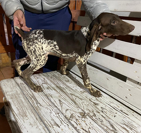 Bracco tedesco (kurzhaar)