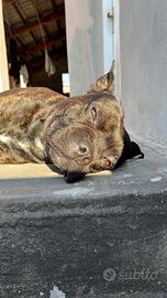 Staffordshire Bull Terrier - Ares