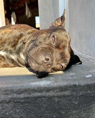 Staffordshire Bull Terrier - Ares