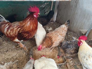 Galli e galline ovaiole