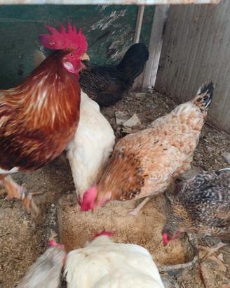 Galli e galline ovaiole