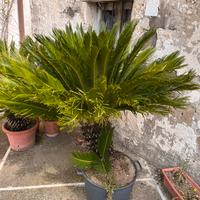 Cycas 20 anni