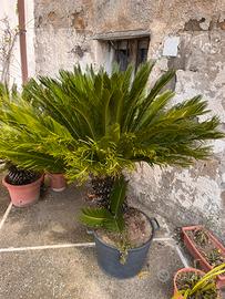 Cycas 20 anni