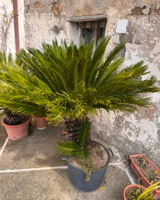 Cycas 20 anni