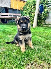 Cuccioli Pastore Tedesco