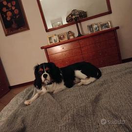 cucciolo 