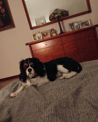 cucciolo 