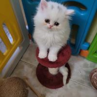 Gattini