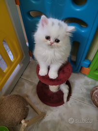 Gattini