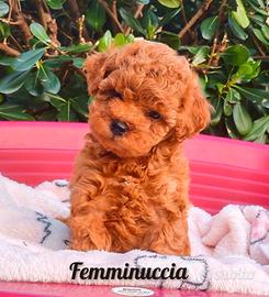 Cuccioli barboncino toy