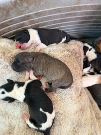 Cuccioli pitbull/amstaff