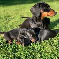 Cucciolo bassotto nero solo re nero