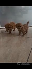 Maltipoo