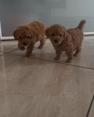 Maltipoo
