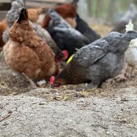 Giovani galline ovaiole, incrocio Brahma