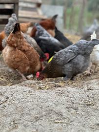 Giovani galline ovaiole, incrocio Brahma