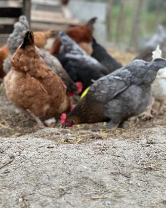 Giovani galline ovaiole, incrocio Brahma