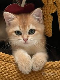 British Shorthair