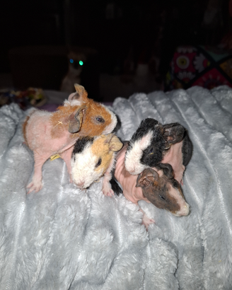 Skinny cavia nuda