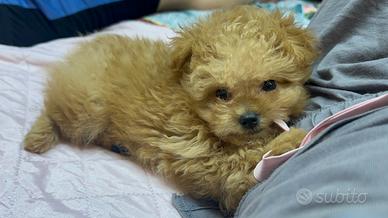 Maltipoo