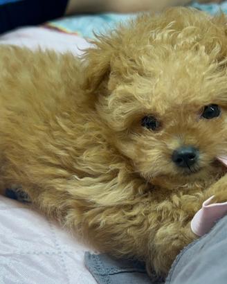 Maltipoo