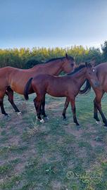 Puledro Maremmano A.N.A.M