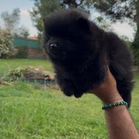 Volpino di pomerania-spiz tedesco