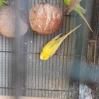 Cocorite 5 pappagalli