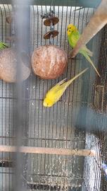 Cocorite 5 pappagalli