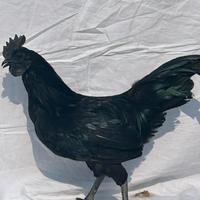 Galline cemani