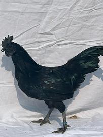 Galline cemani