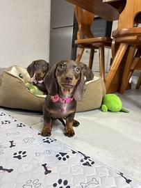 Bassotto Cucciola con Pedigree ENCI ciocccolato