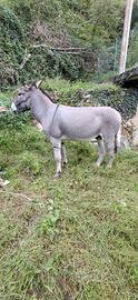 Asini