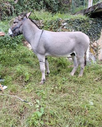 Asini