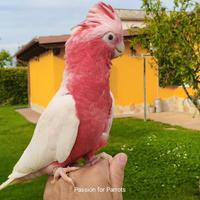 Cacatua Rosecapilla Lutino allevato a mano