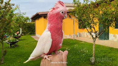 Cacatua Rosecapilla Lutino allevato a mano