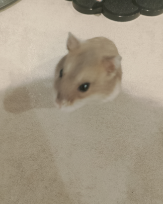 Criceti