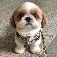 GASTONE cucciolo di SHITZU .SHIH-TZU da 50 al mese