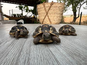 Tartarughe