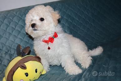 Cuccioli Bichon a poil frisé. Belli,eleganti