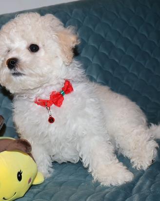 Cuccioli Bichon a poil frisé. Belli,eleganti