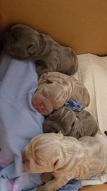 Bulldog francese